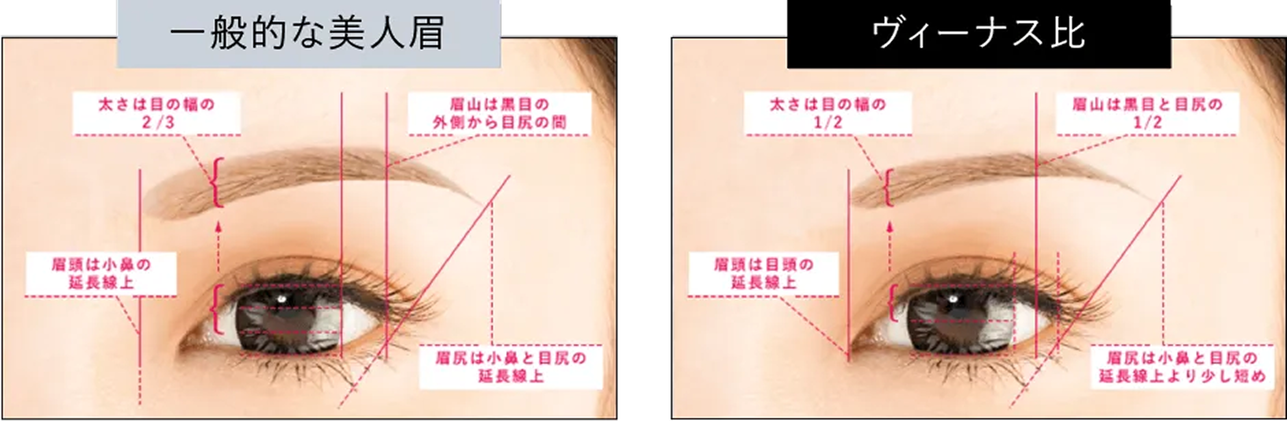 一般的な美人眉：太さは目の幅の2/3 眉山は黒目の外側から目じりの間 眉頭は小鼻の延長線上 眉尻は小鼻と目じりの延長線上 ヴィーナス比：太さは目の幅の1/2 眉山は黒目と目尻の1/2 眉頭は目頭の延長線上 眉尻は小鼻と目尻の延長線上より少し短め